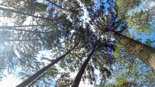 Low angle view of trees against sky