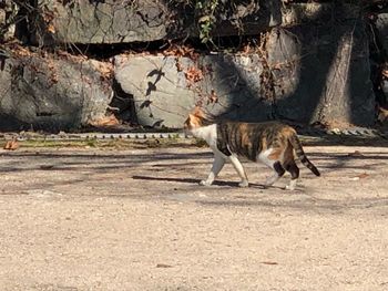 Side view of horse walking on road