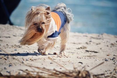 Yorkshire terrier on sandy beach