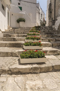 Low angle view of potted plants on wall of building