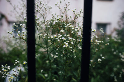 Close-up of white flowering plant against window