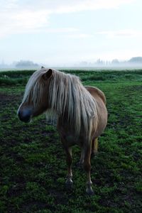 Horse standing by plants on grassy field