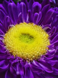 Macro shot of yellow flower