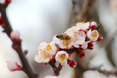 Close-up of cherry blossom