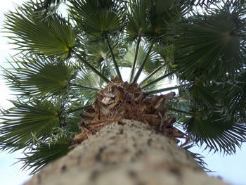 Low angle view of pine tree against sky