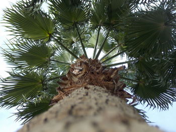 Low angle view of lizard on tree