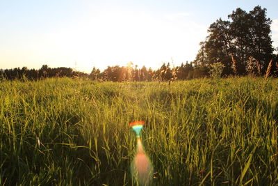 Scenic view of grassy field against sky