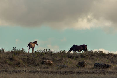 Horses on a field