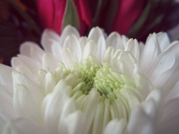 Close-up of fresh white dahlia blooming outdoors