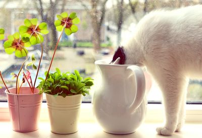 Side view of cat drinking water from ceramics jug on window sill at home