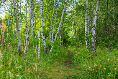 Trees growing in forest