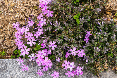High angle view of purple flowering plants on land