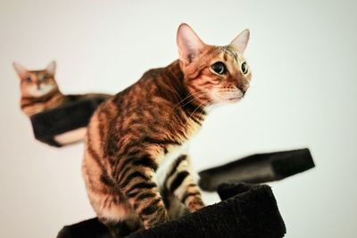 Close-up of a cat looking away