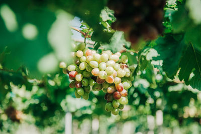 Close-up of fruits growing on tree