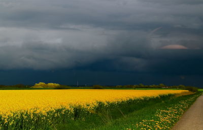 Scenic view of field against sky