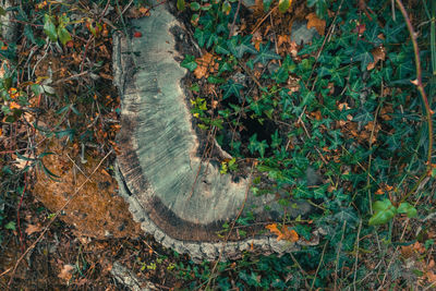 High angle view of lizard on land in forest