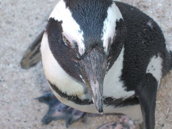 High angle view of a bird on field