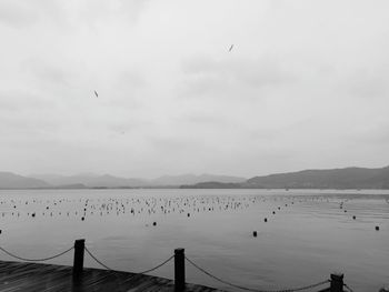 Seagulls flying over sea against sky