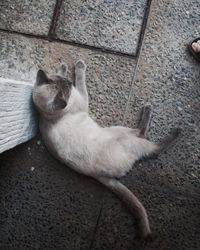 High angle view of dog