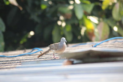 Bird perching on a wall