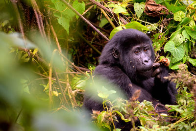 Monkey sitting in a forest