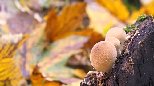 Close-up of mushrooms growing during autumn