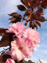 Close-up of pink cherry blossoms against sky