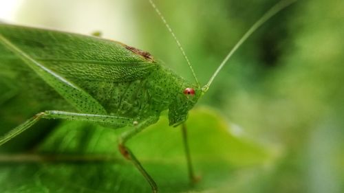 Close-up of insect on leaf