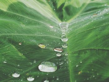 Full frame shot of raindrops on leaves