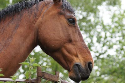 Close-up of a horse in ranch