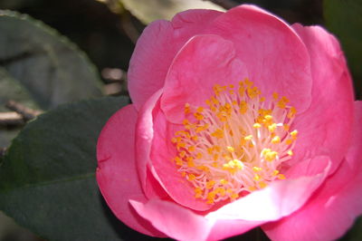 Close-up of pink rose flower