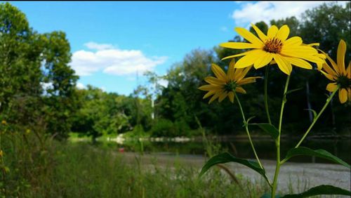 Yellow flowers blooming in field