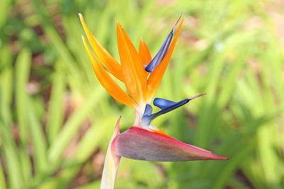 Close-up of orange flower