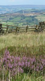 Scenic view of field by sea against sky