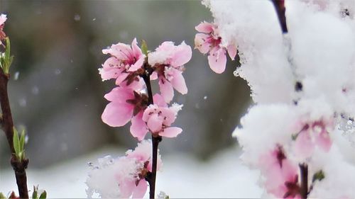 Close-up of pink cherry blossom flowers
