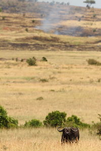 View of a horse on field