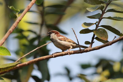 Low angle view of male sparrow perching on twig