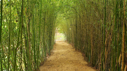 Footpath amidst trees in forest