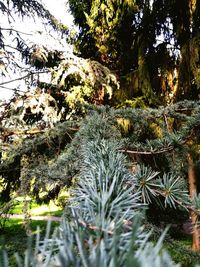 Trees in a forest