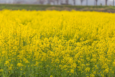 Scenic view of oilseed rape field