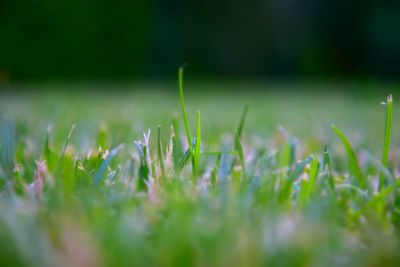 Close-up of plants growing on field