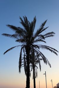 Low angle view of palm trees against sky