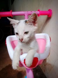 Close-up of white cat