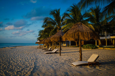 Chairs and palm trees on beach against sky
