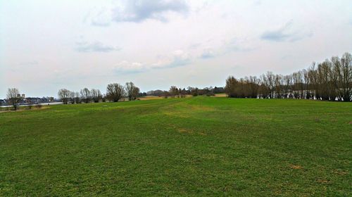 Scenic view of grassy field against sky