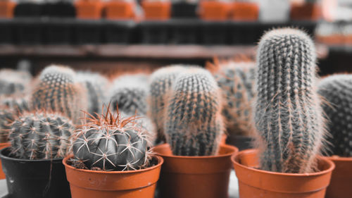 Close-up of potted plants for sale in market