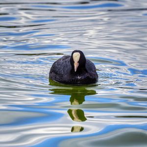 High angle view of duck swimming in lake