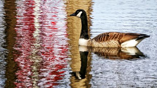 Duck swimming in lake