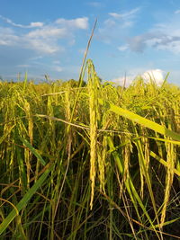 Close-up of crops growing on field against sky