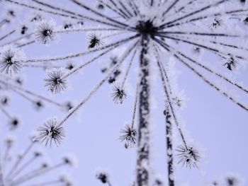 Close-up of frozen plant